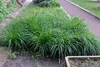 Stauden Gänge 1 x Carex morrowii 'Irish Green' im 1 Liter Produktbild-Vorschau 2