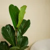 Bloomique - 2er Set - Ficus Lyrata - Geigenfeige - Produktbild-Vorschau 3