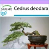 SAFLAX - himalájsky céder - Cedrus deodara - 35 Semená Náhľad obrázku produktu 5