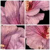 Poster - Poster ohne Rahmen - Hibiskus Blume Rosa - 40x50 Produktbild-Vorschau 8