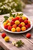 Erdbeerbaum Stämmchen 80–100 cm (Arbutus unedo) – Produktbild-Vorschau 3