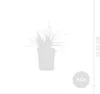 6x Pennisetum al. 'Hameln' P9 H20 Produktbild-Vorschau 7