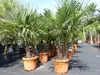 mehrstämmig Trachycarpus Fortunei Palme Palmengruppe, Produktbild-Vorschau 9