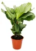XXL-Schattenpflanze im Zebra-Look - Calathea orbifolia - Produktbild-Vorschau 1