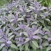 6 x Salbei  - Salvia officinalis 'Purpurascens'  | Topf 9cm Produktbild-Vorschau 1