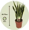 Langue de belle-mère - Sansevieria trifasciata Laurentii - Voir les images du produit 2