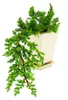 Bonsai – Juniperus – borievka – kaskáda – 10 × 10 cm Náhľad obrázku produktu 1