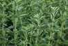 Stevia rebaudiana, Süßkraut, ca. 11x11 cm Topf Produktbild-Vorschau 5