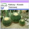 SAFLAX - Krzesło Teściowej - 40 Nasiona - Echinocactus Podgląd zdjęcia produktu 10