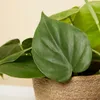 1x Philodendron Scandens P12 H15 Produktbild-Vorschau 5