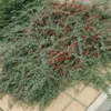 Bodendecker - Kriechmispel - Teppichmispel - Cotoneaster Produktbild-Vorschau 8