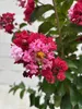 Hochstamm Chinesische Kräuselmyrte Dynamite - Lagerstroemia Produktbild-Vorschau 4