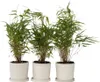 Three potted bamboo plants are displayed against a white background. Podgląd zdjęcia produktu
