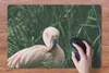 MuchoWow® Schreibtischunterlage Ein Flamingo steht zwischen Produktbild-Vorschau 3
