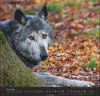 Wandkalender 2027: Wölfe – Beeindruckende Naturfotografie Produktbild-Vorschau 5