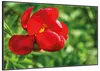 Wallario Wandbild Wilde rote Pfingstrose in Nahaufnahme, Produktbild-Vorschau 2