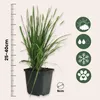 A potted plant with a ruler and icons indicating plant care. Produktbild-Vorschau