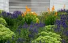 Stauden Gänge 1 x Salvia nemorosa 'Ostfriesland' im 1 Liter Produktbild-Vorschau 7