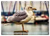 Ostsee Momente (Tischkalender 2027 DIN A5 quer), CALVENDO Produktbild-Vorschau 4