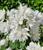 BALDUR Garten 1x Duftender Gartenjasmin 'Pearls of Produktbild-Vorschau 4