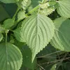 Koreanische Perilla (Perilla frutescens)  - 50 Samen Produktbild-Vorschau 1