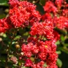 Lagerstroemia indica „Rubra“, indický orgován, 2-litrový Náhľad obrázku produktu 1