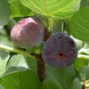 Feigenbaum ´MADELEINE DES DEUX SAISONS®´ 20-30 cm, Cont. 2 Produktbild-Vorschau 5