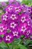 Phlox paniculata 'Purple Kiss', Flammenblume, lila, ca. Produktbild-Vorschau 3
