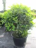 Prunus lusitanica angustifolia Kugel - Portugiesische Produktbild-Vorschau 1
