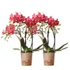 Kolibri Orchideen | Combi Deal von 2 roten Phalaenopsis Produktbild-Vorschau 1