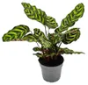 Stínomilná rostlina se zvláštním vzorem listů – Calathea Náhled obrázku produktu 3