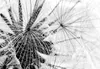 Wandbild Mega XXXL Pusteblume 250x125 cm Einteiliger Produktbild-Vorschau 9