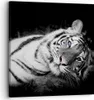 Bild auf Leinwand - Leinwandbild - Einteilig - Weiß Tiger Produktbild-Vorschau 1