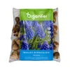 100 cibuliek Muscari Armeniacum (XXL veľkosť cibule 9/10 Náhľad obrázku produktu 1