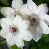 3 x Clematis Miss Bateman Kletterpflanzen: 3 kaufen/2 Produktbild-Vorschau 1