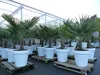 XXL Palme winterhart inkl. Pflanzkübel weiß, 180 - 220 cm Produktbild-Vorschau 9