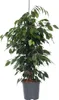 Figowiec fikus - Ficus benjamina 'Danielle' - Wysokość Podgląd zdjęcia produktu 1