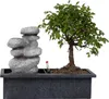 Bonsaibaume - Bonsai - Höhe 25-35cm - ⌀29cm Produktbild-Vorschau 1