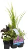 Bloomique - 6er Set - Duftende Teichpflanzen - Produktbild-Vorschau 1