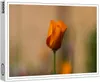 raxxa Premium-Puzzle "Mohnblüte", 1000 Teile Produktbild-Vorschau 1