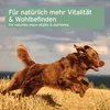 A brown dog running through a field of dry grass with a cloudy sky in the background. Produktbild-Vorschau
