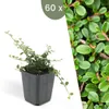 Plants by Frank | 60 Zwergmispel Pflanzen | Cotoneaster Produktbild-Vorschau 1