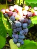 Weinrebe Swenson Red, rosa, 2L Topf, frost- & Produktbild-Vorschau 9