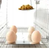 Lebendfalle P1 für Marder, Waschbären, Katzen, Ratten – Produktbild-Vorschau 9
