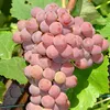 Vinná réva Einset Seedless 2L Náhled obrázku produktu 1