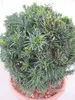 Taxus baccata Kugel - Eibenkugel - 25-30 Produktbild-Vorschau 2