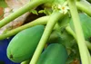 SAFLAX  - Papayer - 30 graines - Carica Voir les images du produit 5