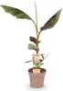 Japanische Faserbanane Musa Ever Red Obstpflanze Winterhart Produktbild-Vorschau 2
