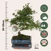 Bonsai - Zelkova serrata - Wysokość 20-25cm - ⌀15cm Podgląd zdjęcia produktu 2