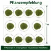 Stauden Gänge 3 x Festuca gautieri - Bärenfellgras - Produktbild-Vorschau 10